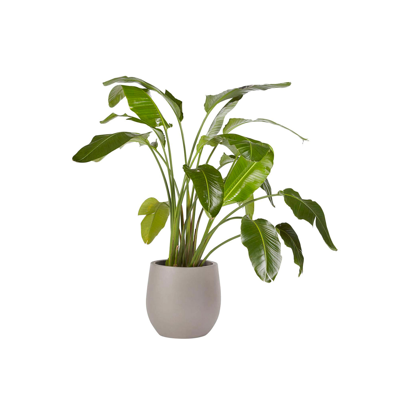 Rosen Planter