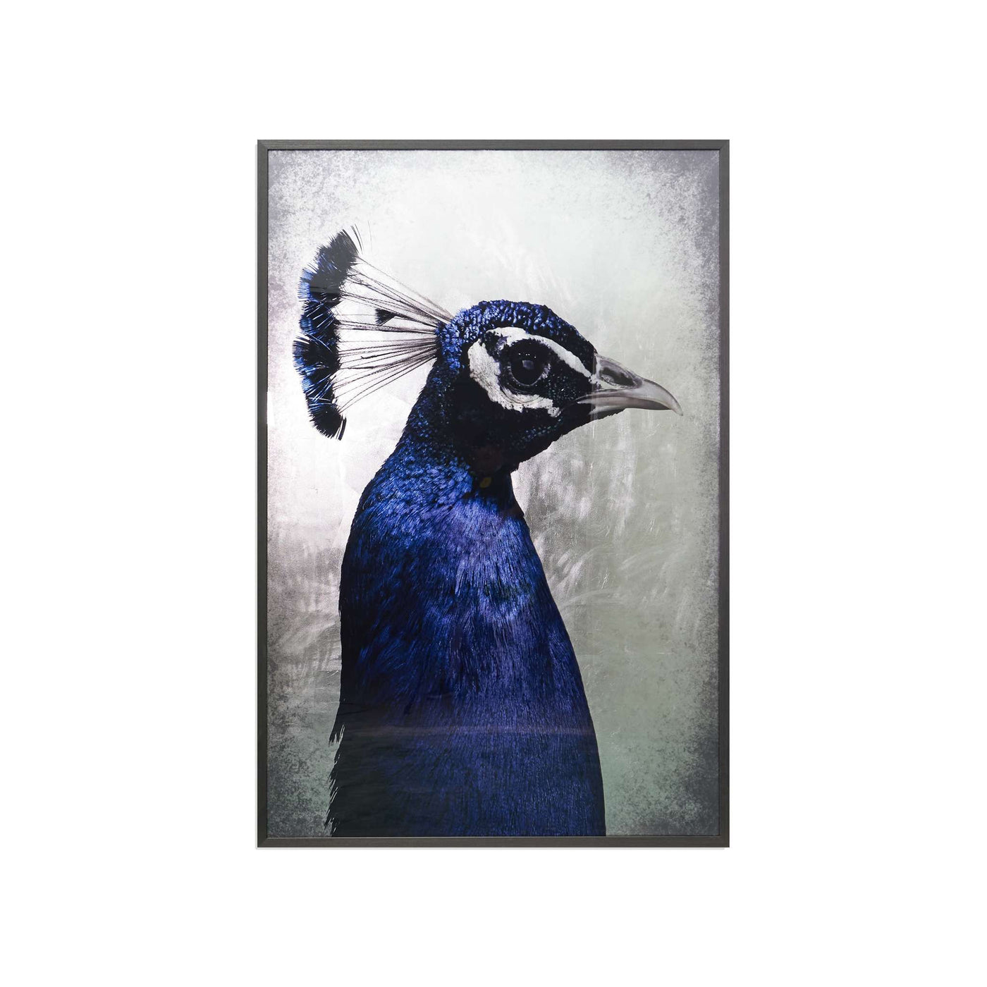 THE PEACOCK - 48" X 72" - CHARCOAL FRAME