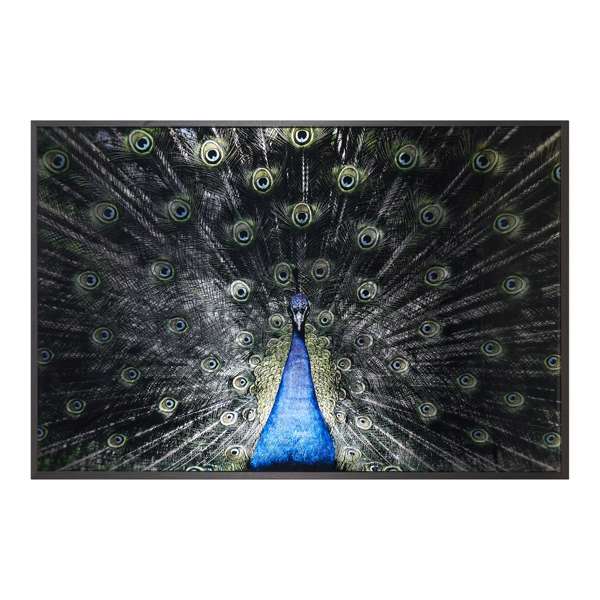 Brilliant Plumage - 72" X 48" - Charcoal Frame