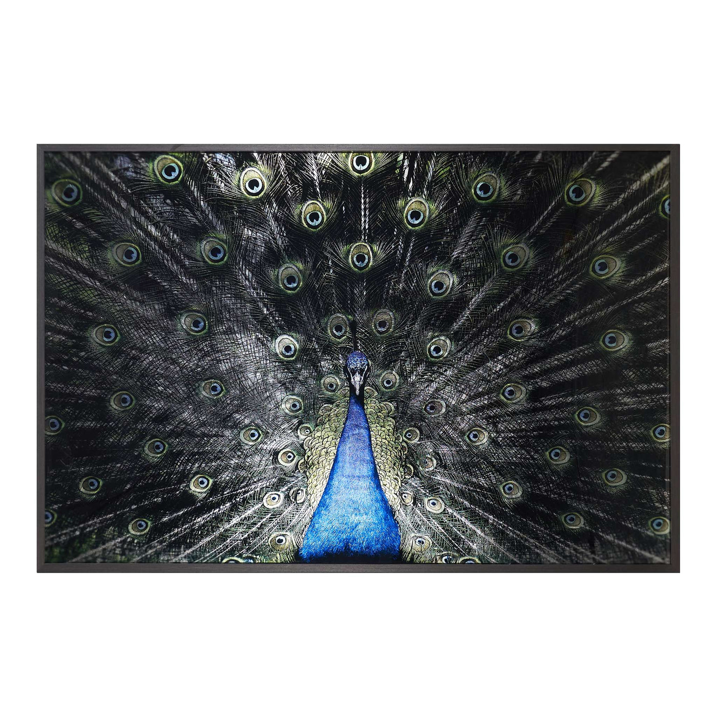 BRILLIANT PLUMAGE - 72" X 48" - CHARCOAL FRAME