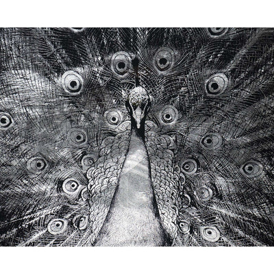 Silver Plumage - 72" X 48" - Charcoal Frame