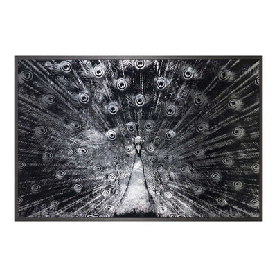 Silver Plumage - 72" X 48" - Charcoal Frame